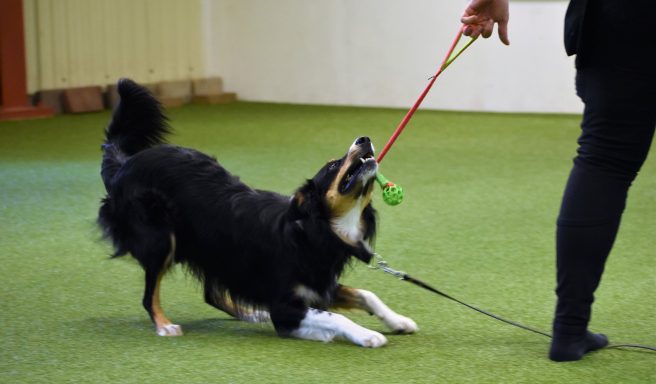 Hund drar i en leksak medan ägaren håller i kopplet. Grön matta i bakgrunden.